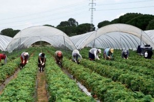 Locuri de munca in Irlanda agricultura